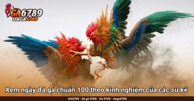Xem ngày đá gà chuẩn 100 theo kinh nghiệm của các sư kê hàng đầu